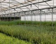 مركز الغطاء النباتي يوقع 8 عقود لإنتاج 19 مليون شتلة في عدد من مناطق المملكة