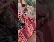 معركة بين كلب وقطة بسبب النوم على الأريكة