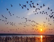 “الحياة الفطرية”: هجرة الطيور تنعش السياحة البيئية و300 نوع يعبر سماء المملكة (فيديو)