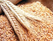 “الحبوب” تعلن الموعد النهائي لإقفال موسم تسلم القمح المحلي