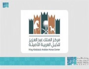 المنظمة الدولية للجواد العربي تعلن صدارة المملكة لإنتاج الخيل العربية