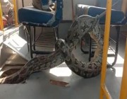 شاهد.. ثعبان ضخم يفاجئ طلاب مدرسة هندية داخل الحافلة