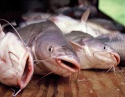 “البيئة والزراعة” تطلق حاضنة ومسرعة أعمال للثروة السمكية