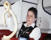ثعبان يثير ضجة على متن طائرة ليونايتد إيرلاينز في نيوجيرزي