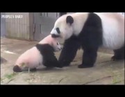 الباندا الأم تسحب صغيرها من أذنه وتدخله إلى غرفته في الصين