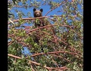 رجل يفاجأ بدب أعلى شجرة التفاح الموجودة في حديقة منزله بكاليفورنيا
