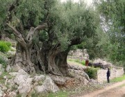 «شجرة مباركة».. تعرف على عجائب أشجار الزيتون