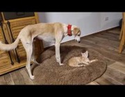 كلب يطلب بلطف من قطة أن تغادر سريره