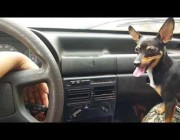 كلب يفزع ويتبع حركة مساحتي زجاج السيارة