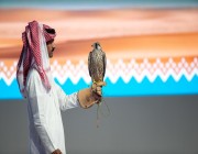مبيعات مزاد نادي الصقور السعودي تتجاوز حاجز الـ 4 ملايين ريال