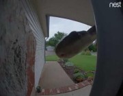 مشهد مخيف لثعبان يعبث بكاميرا مراقبة لأحد المنازل أمريكا