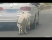 نمر أبيض يحاول مهاجمة سيارة سائح بأحد المتنزهات في الصين