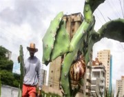 حلازين إفريقية عملاقة تهدد فنزويلا ويمكن أن تنقل التهاب السحايا وطاعون المحاصيل