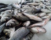 “البيئة”: تحقيق الاكتفاء الذاتي من الإنتاج السمكي بنسبة 59%