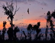 شبيه بـ “كورونا”.. اكتشاف فيروس جديد تحمله الخفافيش جنوبي الصين