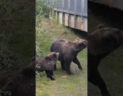 الحارس يبعد اثنين من الدببة لإتلافهما جدار جسر في إحدى الحدائق