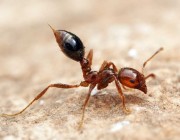 النمل الناري الخطر يغزو اليابان