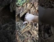 امرأة تنقذ قطة عثرت عليها عالقة داخل جذع شجرة خلال تنزهها