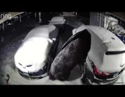 دب يقتحم سيارة يكسوها الثلج