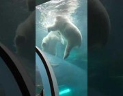 دبان قطبيان يلفتان نظر زوار حديقة الحيوانات في كندا
