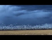 رصد الآلاف من طيور الإوزّ أثناء هجرتها في كندا