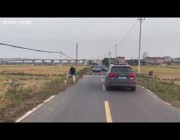 طابور طويل من البط يوقف حركة المرور أثناء عبوره أحد الطرق في الصين