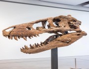 عرض جمجمة ديناصور للبيع في مزاد عالمي بـ 20 مليون دولار