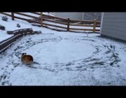 كلب يركض بشكل دائري فوق الثلج عندما رآه لأول مرة في كلورادو الأمريكية