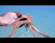 أخطبوط يلتصق بكاميرا لأحد الغواصين