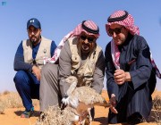 إطلاق عدد من طيور الحبارى في محميتي الإمام عبدالعزيز بن محمد والملك خالد الملكيتين