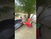 إنقاذ كلب علق فوق شجرة نخيل وسط مياه فيضانات بتايلاند