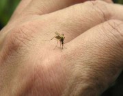 تقنية جديدة لكشف إصابة الملاريا