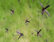 دراسة صادمة.. المبيدات لن تستطيع قتل البعوض في المستقبل