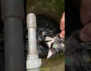 شخص ينقذ قطة علقت داخل بئر