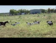 صغار الماعز تركض نحو الأمهات من أجل الرضاعة في أمريكا