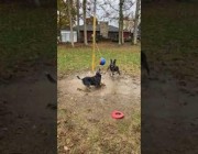 كلبان يلهوان بسعادة ويضربان كرة معلقة بحبل في عمود
