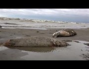 مئات من حيوانات الفقمة النافقة تلقي بها أمواج البحر على شاطئ قزوين