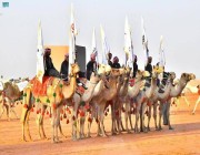 مهرجان الملك عبد العزيز للإبل يشارك الإماراتيين فرحتهم باليوم الوطني