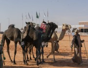مهرجان الملك عبدالعزيز للإبل يلغي فئة المفاريد بكار للون المجاهيم