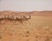 هيئة تطوير محمية الملك عبدالعزيز الملكية توقع عقداً مع دارة الملك عبدالعزيز لتوثيق المحمية