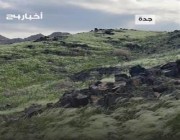 جبال وأودية جدة تتحول للوحات خضراء بعد موجات الأمطار (فيديو)