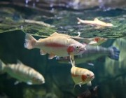دراسة: تناول الكثير من أسماك المياه العذبة يزيد خطر الإصابة بالسرطان
