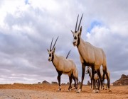 تتضمن 1580 حيوان.. “ملكية العلا” تطلق أكبر حملة لإعادة توطين الحيوانات البرية