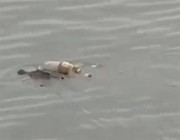 تمساح يعيد جثة طفل غارق إلى أهله في إندونيسيا (فيديو)
