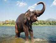 ضربة لجهود مكافحة تغير المناخ.. خبراء يحذرون من انقراض الفيلة