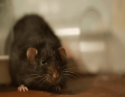 تقاوم السموم.. “فئران خارقة” تغزو البرلمان البريطاني