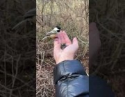 طيور تأكل من يد شخص في محمية برية في ماساتشوستس الأمريكية