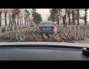 قطيع من البط يحاصر سيارة في وسط طريق بالصين ويدور حولها