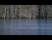 نسران يلهوان بكرة غولف على سطح بحيرة متجمدة في فيرجينيا