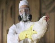 أخطر من كوفيد.. هل تهدد جائحة إنفلونزا الطيور البشر؟